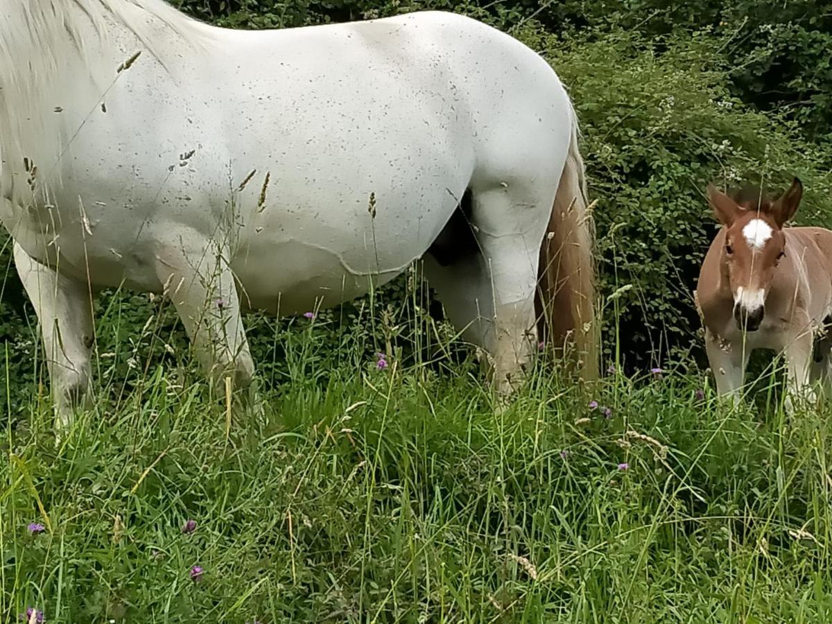 A El Casal Daire Illas Dış mekan fotoğraf